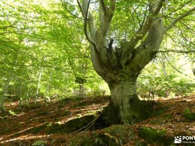 Valle Sakana-Sierras Navarra; lagos de saliencia la mujer muerta hanami el hayedo de montejo macizo 